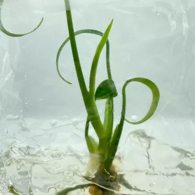 plant/Monstera Marx Flame (BAG 1 plant)-0-thumbnail