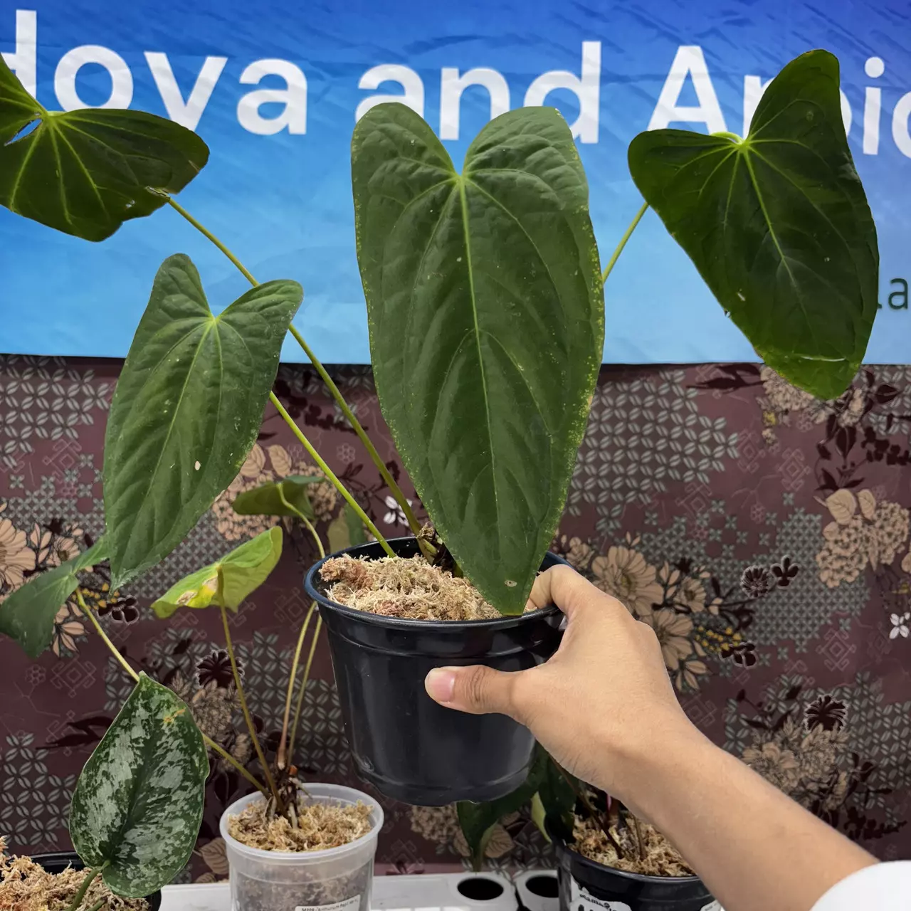 plant/M207	Anthurium BVIT x DP-0