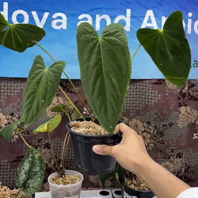 plant/M207	Anthurium BVIT x DP-0-thumbnail