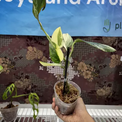 plant/D722	Monstera Standleyana Aurea-0-thumbnail