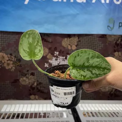 plant/M213	Scindapsus No ID-0-thumbnail