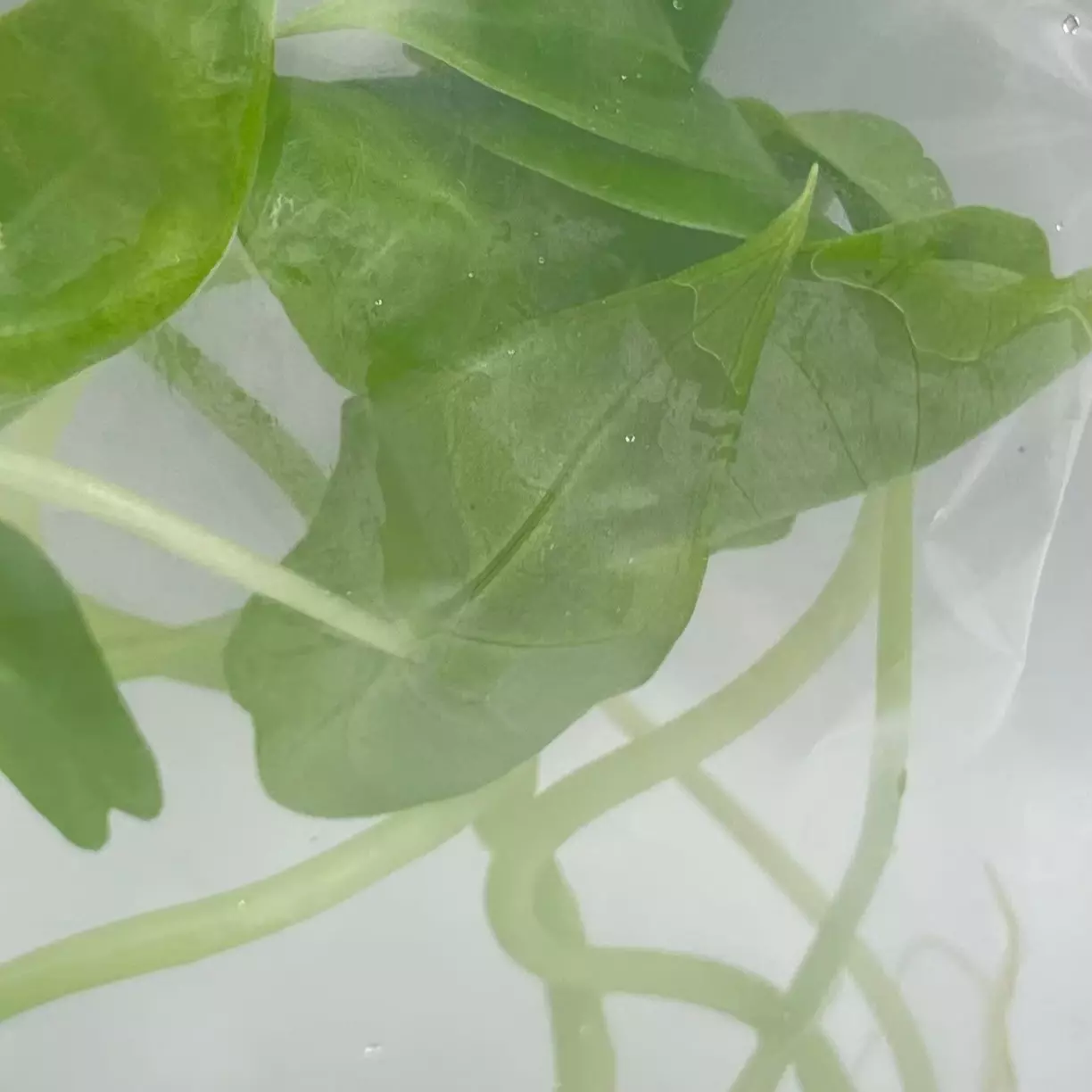 plant/Alocasia Longiloba (BAG 1 plant) Tissue culture-0