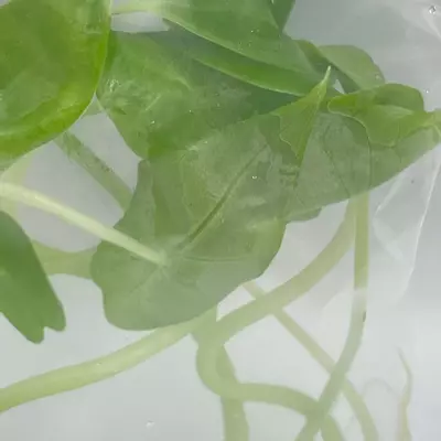 plant/Alocasia Longiloba (BAG 1 plant) Tissue culture-0-thumbnail