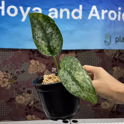 plant/M210	Scindapsus Silver Splash Albo-0-thumbnail