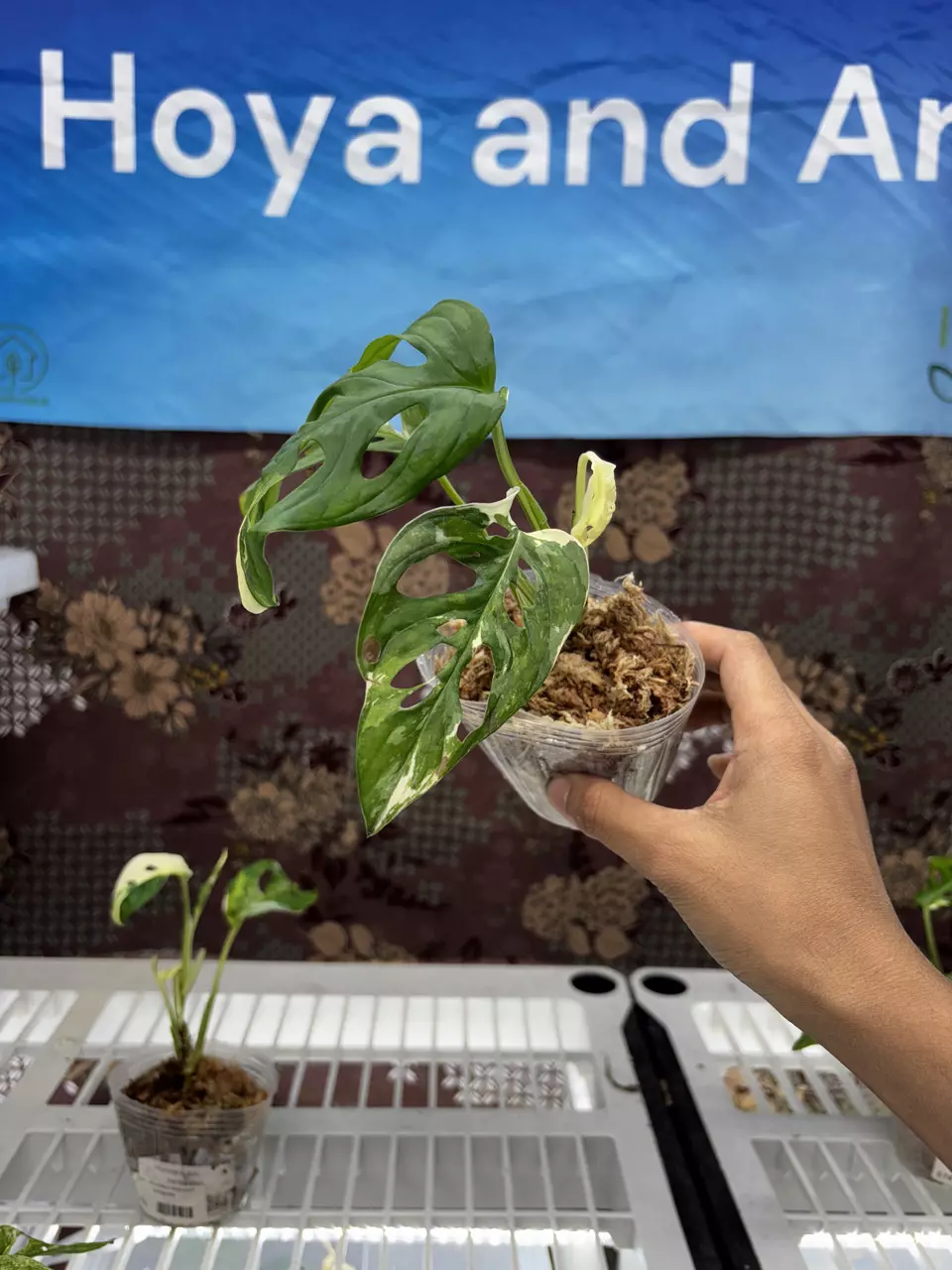 plant/F124	Monstera Adansonii Variegated-0