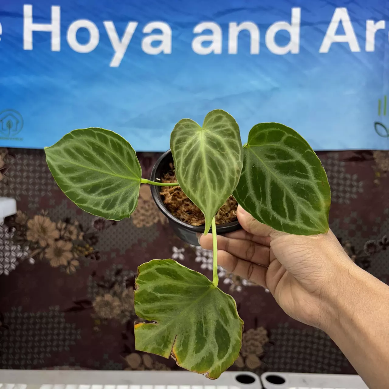 plant/E811	Anthurium Silver Tiger F1-0