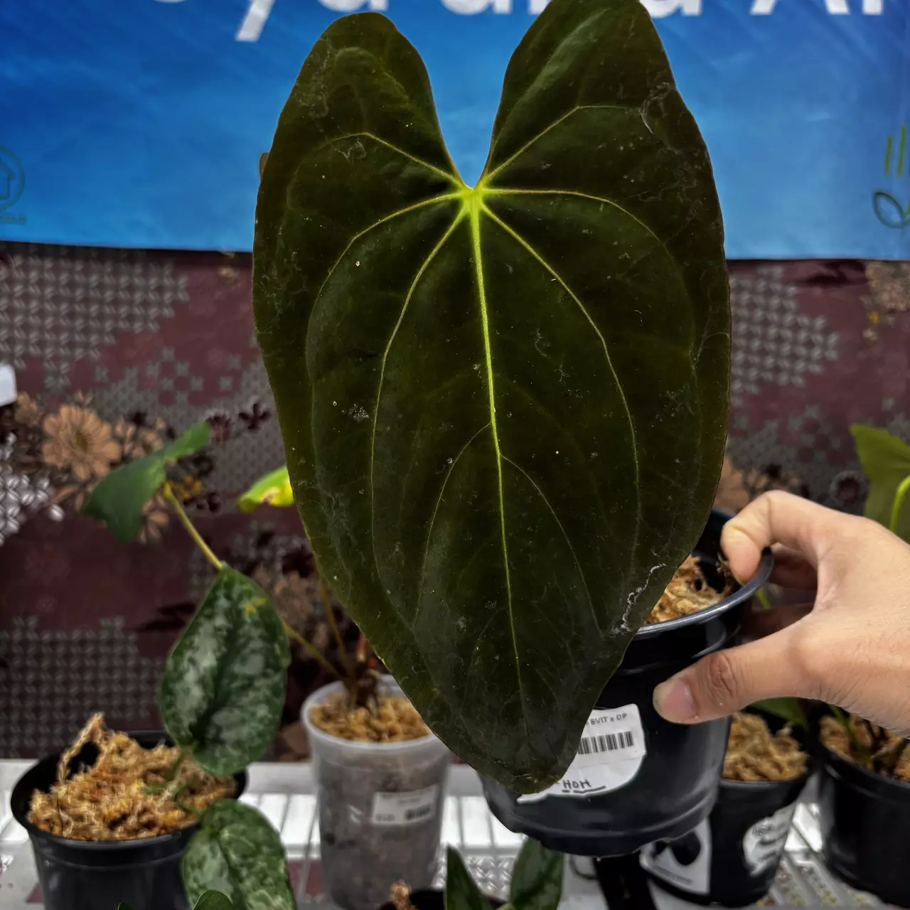 plant/M201	Anthurium BVIT x DP-0