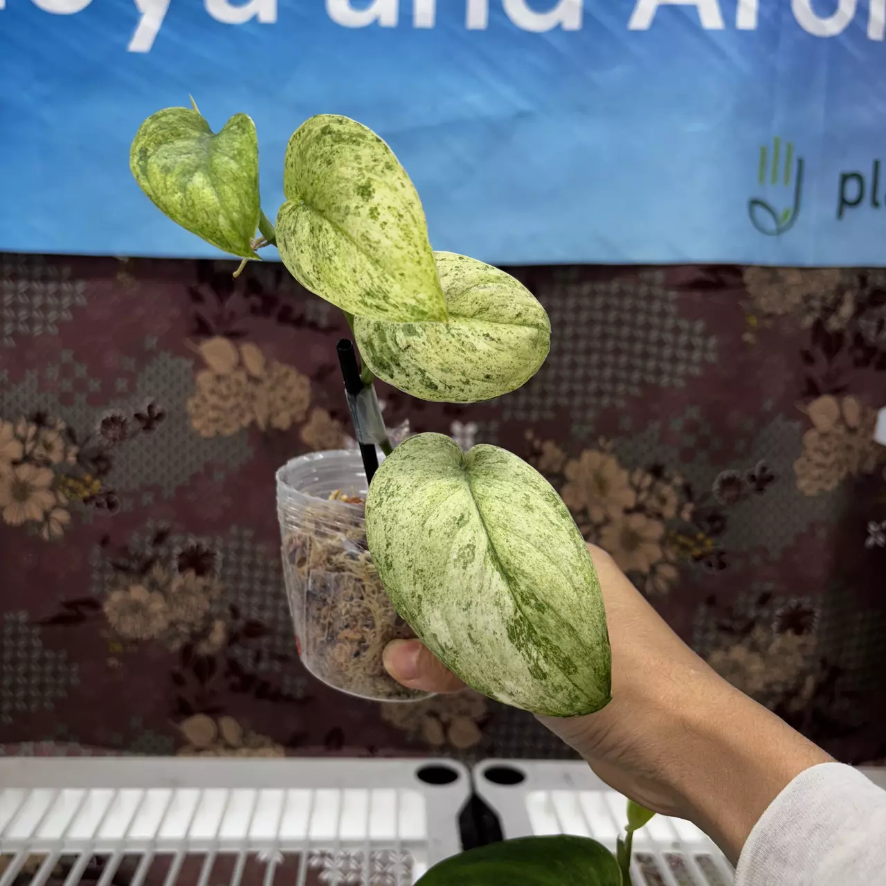 plant/D628	Scindapsus Creme Brule-0