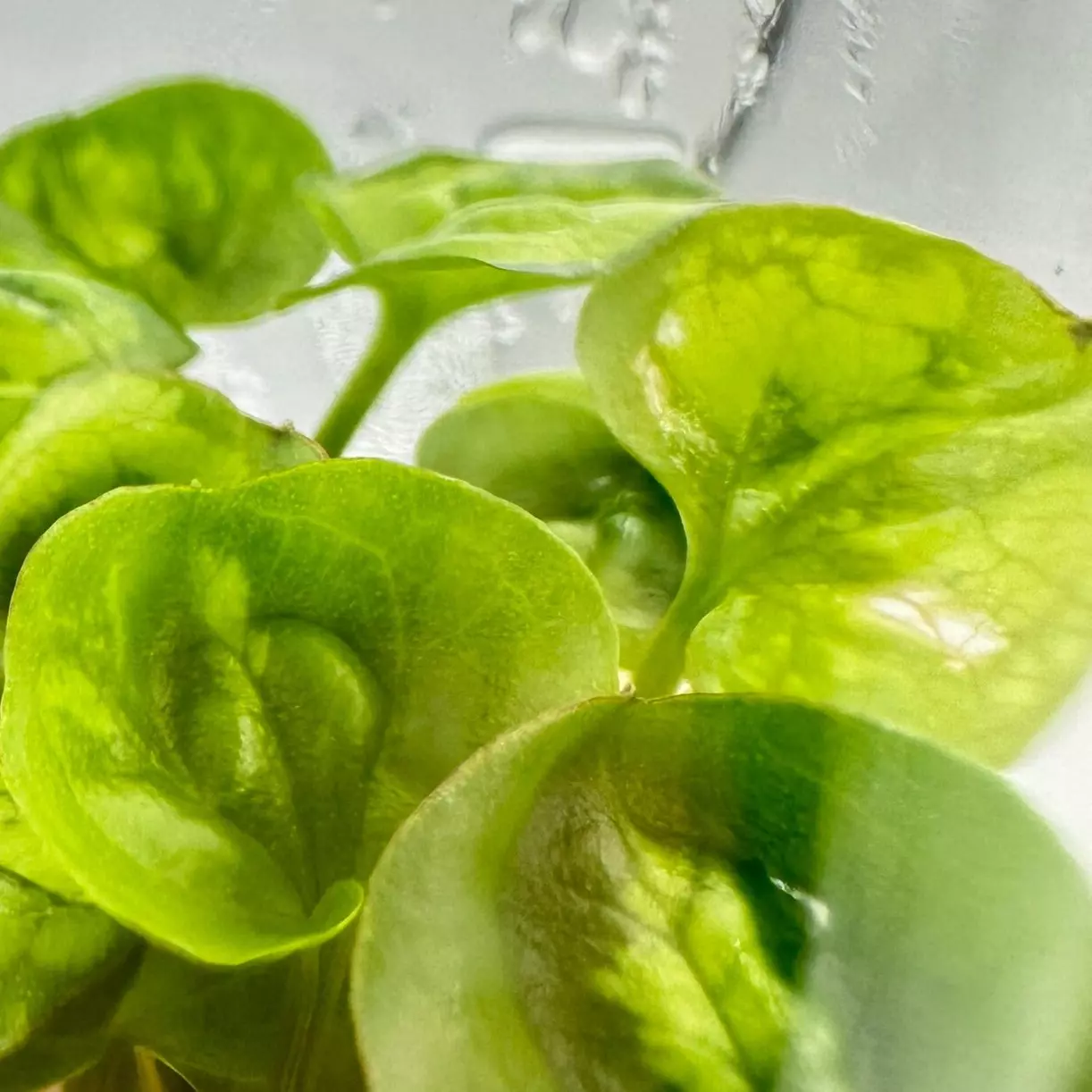 plant/Syngonium Green Splash (BAG 5 plants) Tissue Culture-0