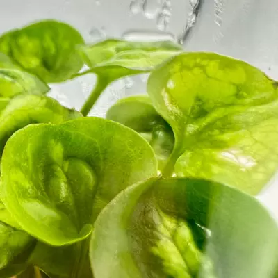 plant/Syngonium Green Splash (BAG 5 plants) Tissue Culture-0-thumbnail