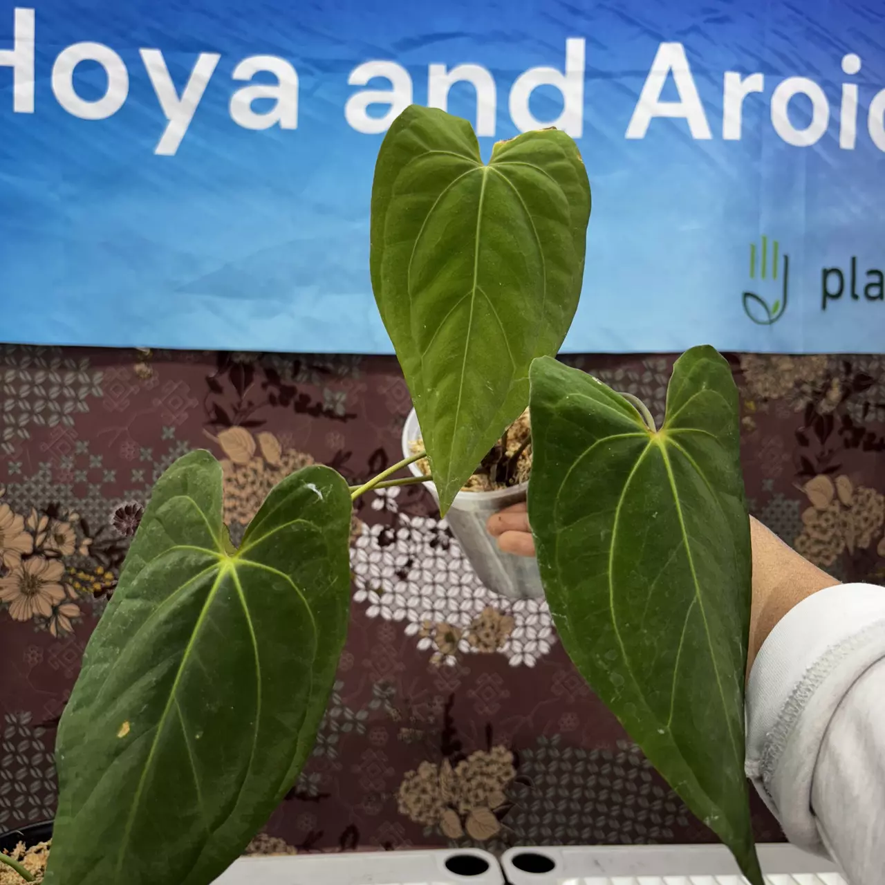 plant/M209	Anthurium Papil Var x Black Sweet-0