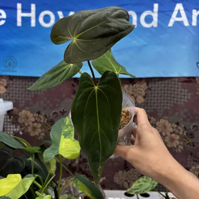 plant/E501	Anthurium Fortsherman Hybrid-0-thumbnail