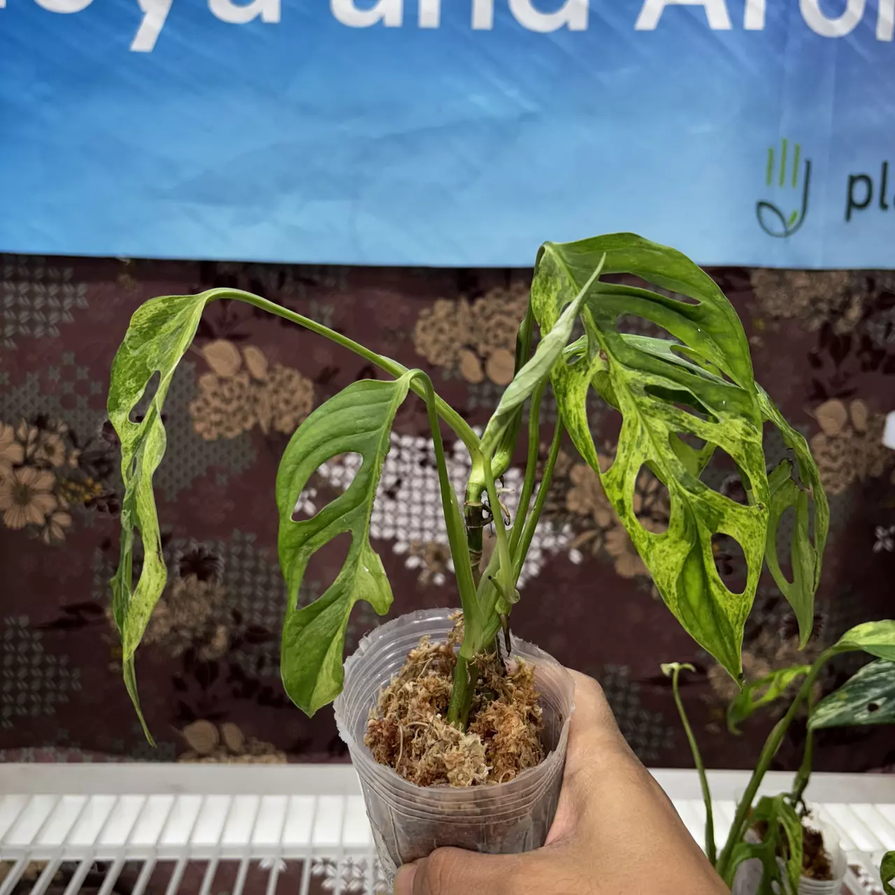 plant/D730	Monstera Adansonii Var Indo-0