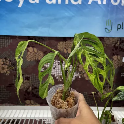 plant/D730	Monstera Adansonii Var Indo-0-thumbnail