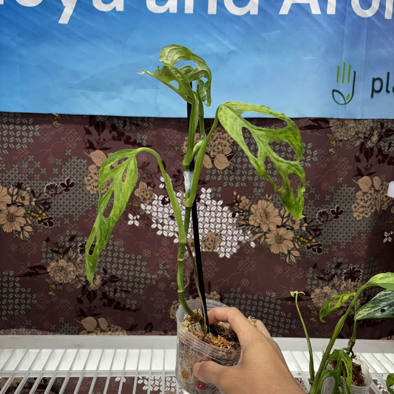 plant/D729	Monstera Adansonii Var Indo-0