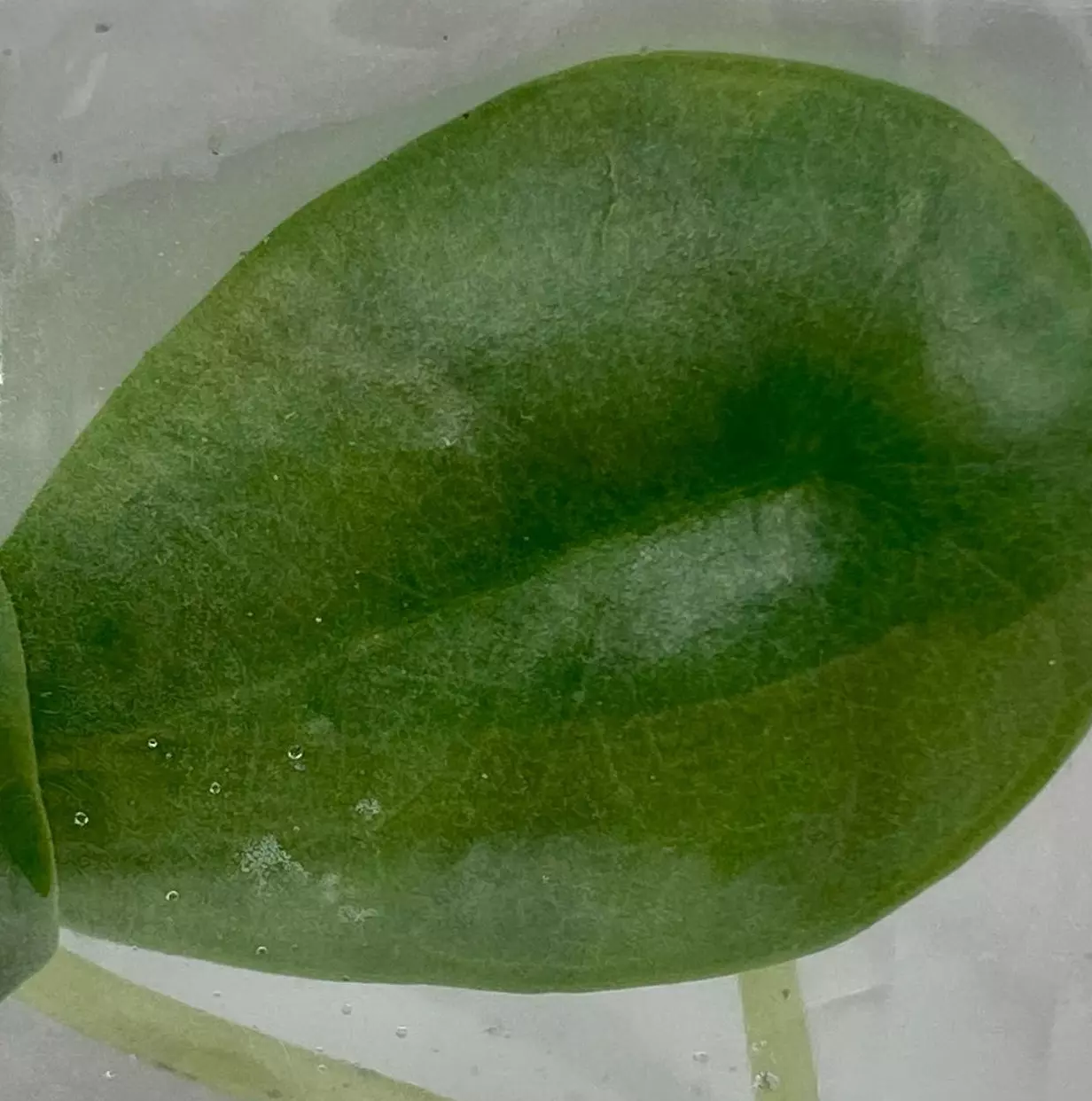 plant/Alocasia Nebula (BAG 5 plant) Tissue culture-0