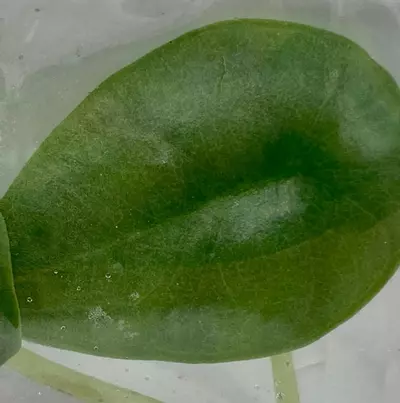 plant/Alocasia Nebula (BAG 5 plant) Tissue culture-0-thumbnail