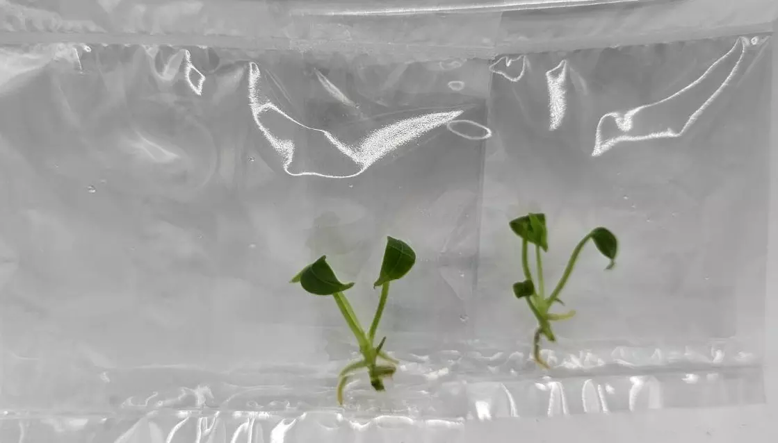 plant/Anthurium Veitchii king (BAG 1 plants) Tissue culture-0