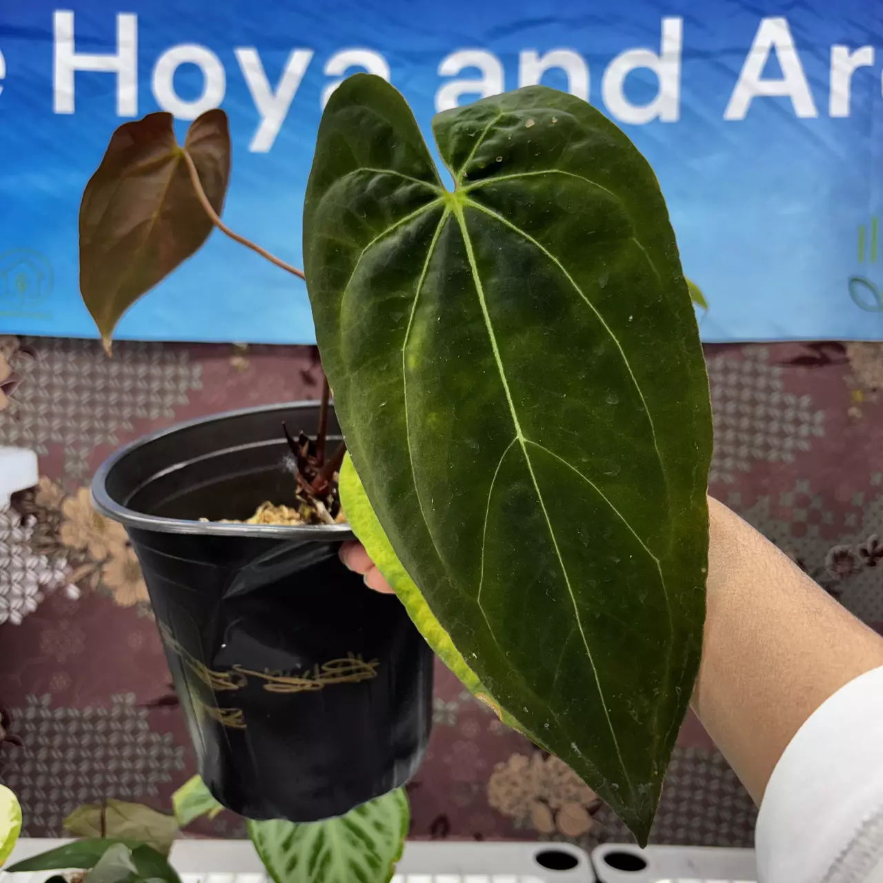 plant/E801	Anthurium Corduroy Clone-0