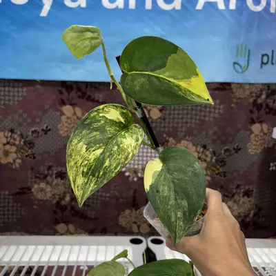 plant/D627	Scindapsus Jade Satin-0-thumbnail