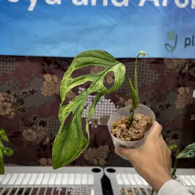 plant/D725	Monstera Adansonii Var Indo-0-thumbnail