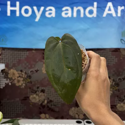 plant/E806	Anthurium Handsome x Night Dragon-0-thumbnail