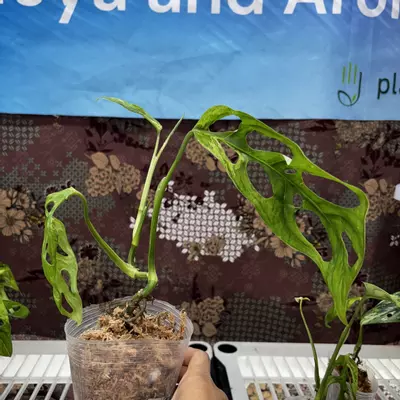 plant/D726	Monstera Adansonii Var Indo-0-thumbnail