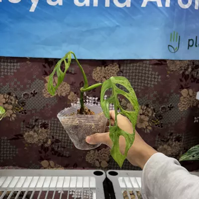 plant/D724	Monstera Adansonii Var Indo-0-thumbnail