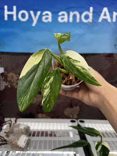 plant/F312	Monstera Standleyana Aurea Var-0-thumbnail