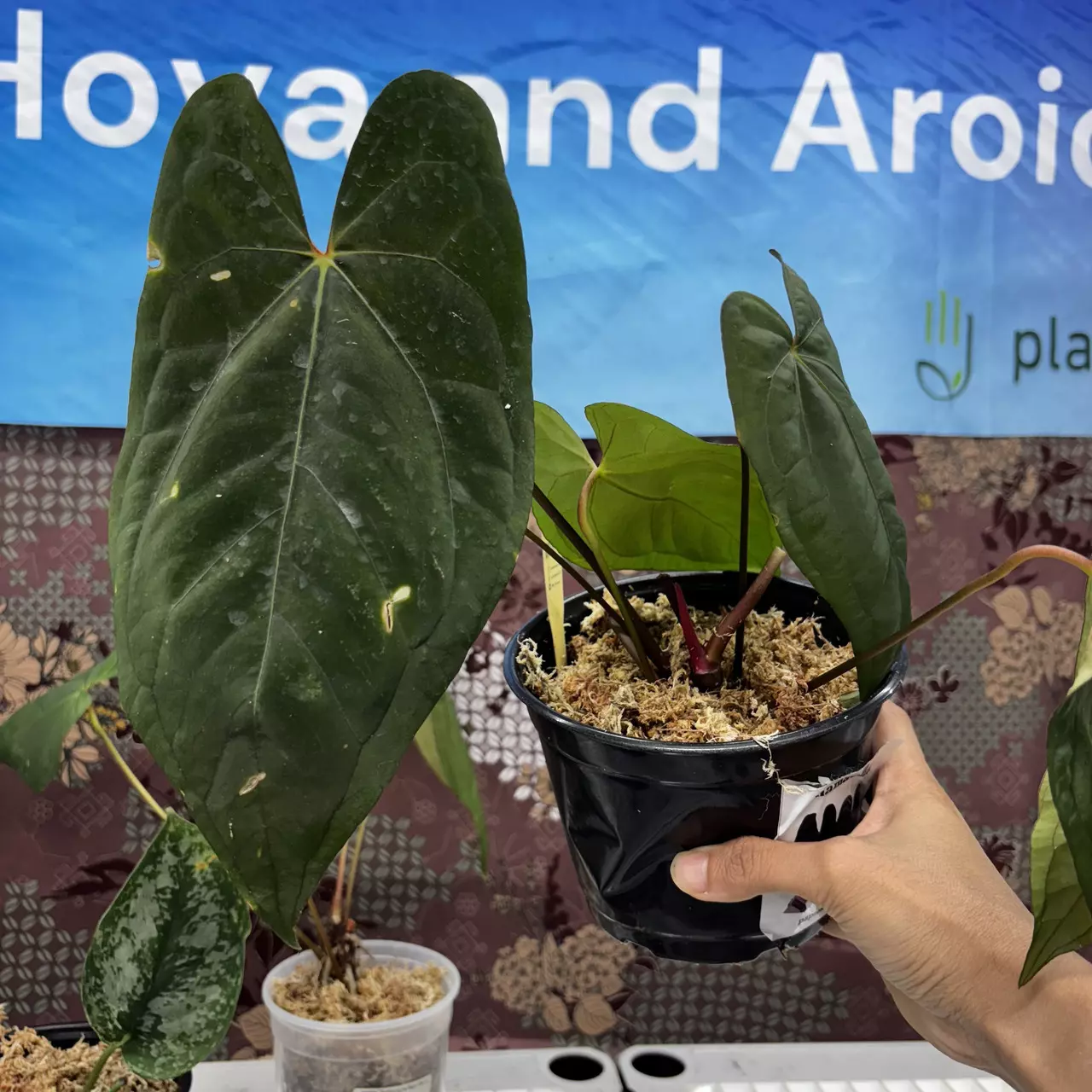 plant/M208	Anthurium Mamacita -0