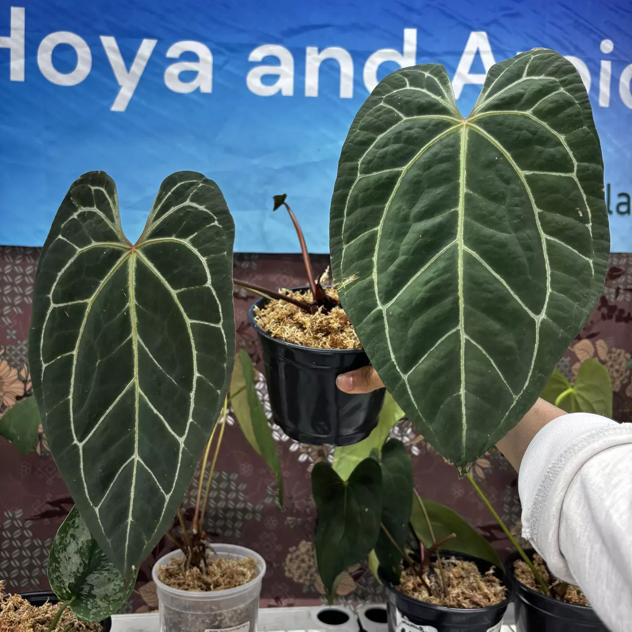 plant/M205	Anthurium BVIT x ZM-0