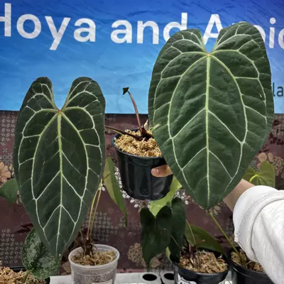 plant/M205	Anthurium BVIT x ZM-0-thumbnail