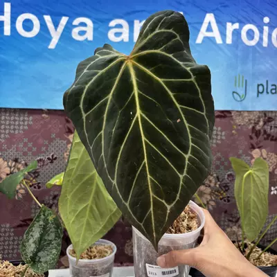 plant/M206	Anthurium BVIT x ZM-0-thumbnail