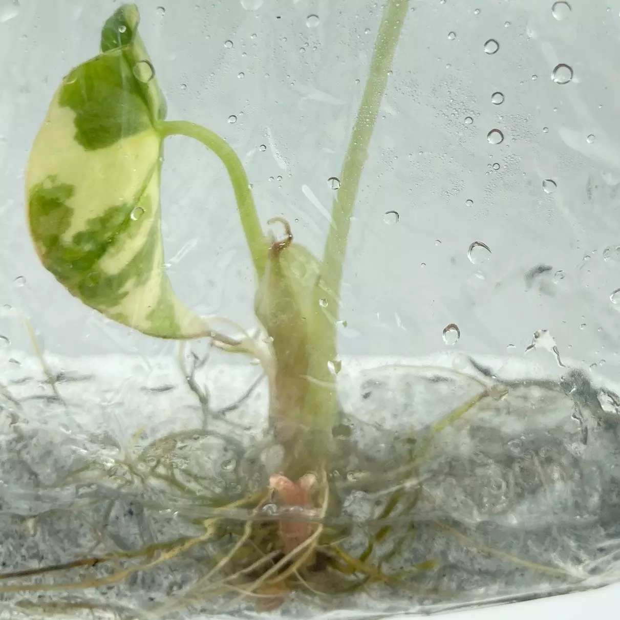 plant/Alocasia Dragon Scale Variegated (BAG 1 plant) Tissue culture-0