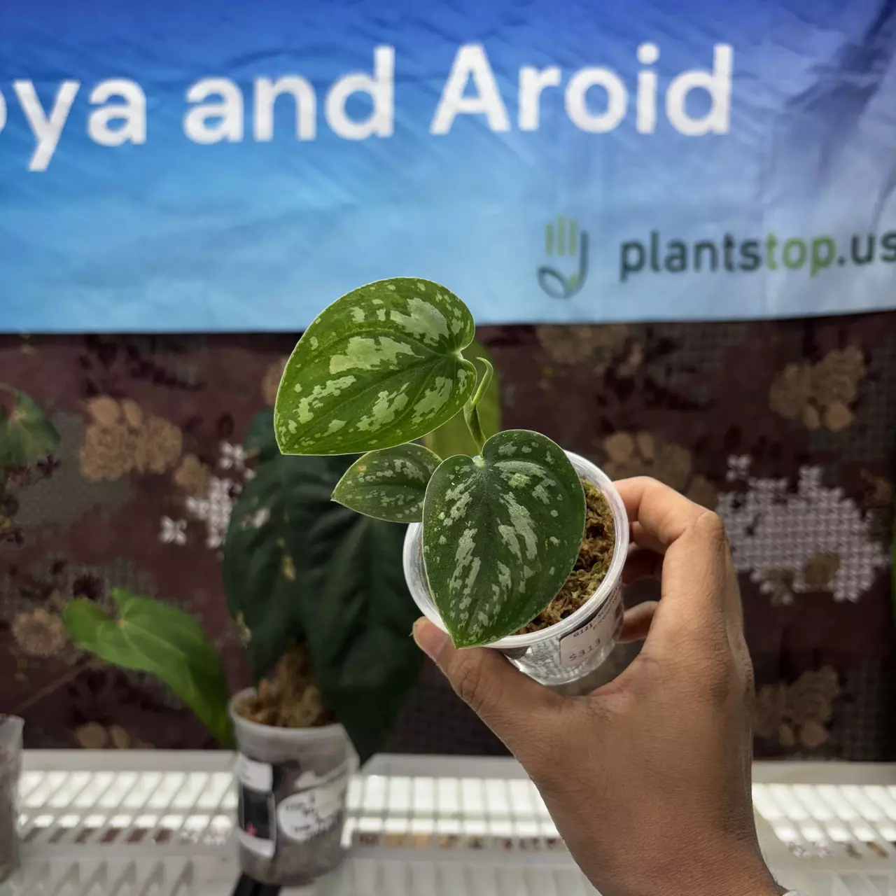 plant/G121	Scindapsus Argyraeus Tricolor variegated-0