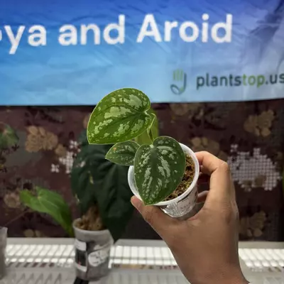 plant/G121	Scindapsus Argyraeus Tricolor variegated-0-thumbnail