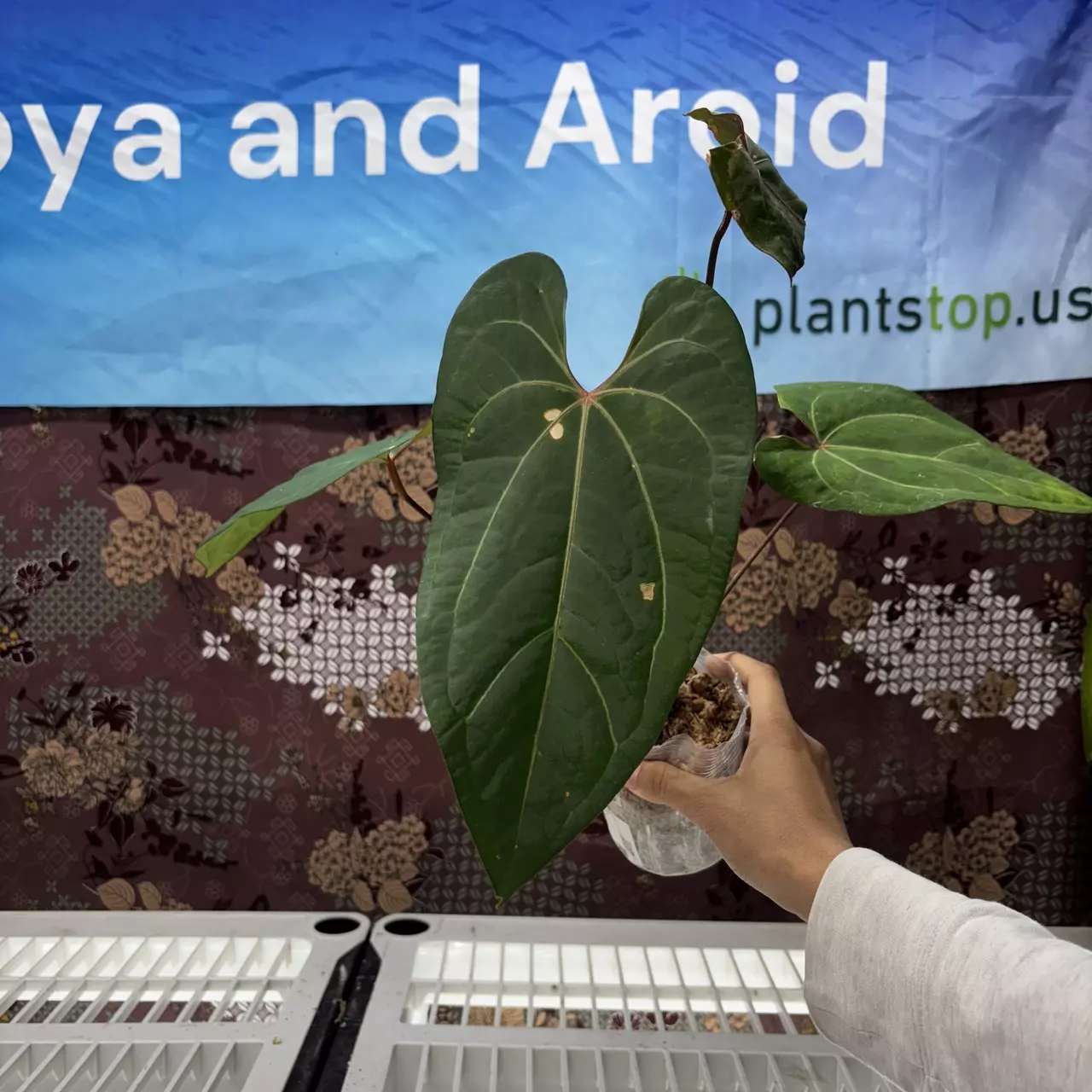 plant/G125	Anthurium kalgara-0