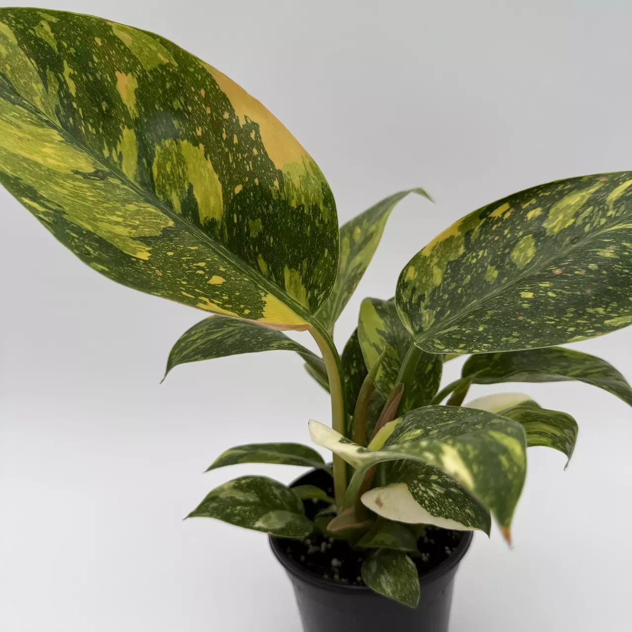 heat_pack/Rare Variegated philodendron Green Congo Nuclear 4" pot-1
