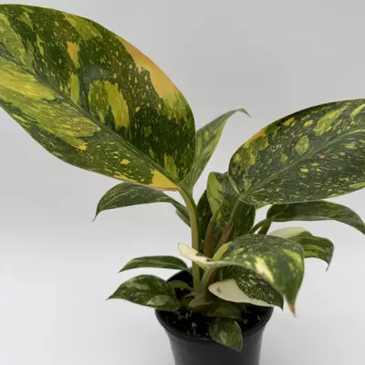 heat_pack/Rare Variegated philodendron Green Congo Nuclear 4" pot-1-thumbnail