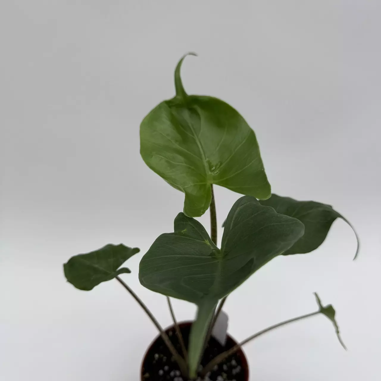 heat_pack/Alocasia Stingray 4” Pot House Plant with Unique Tropical Leaves for Beginners --1