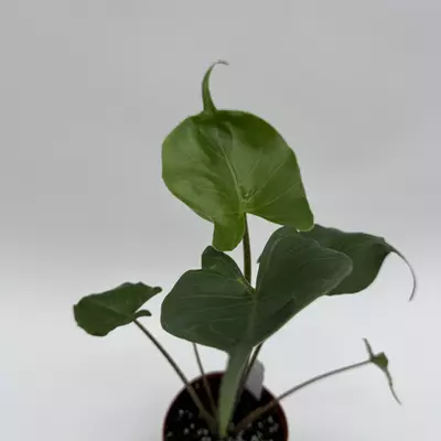 heat_pack/Alocasia Stingray 4” Pot House Plant with Unique Tropical Leaves for Beginners --1-thumbnail