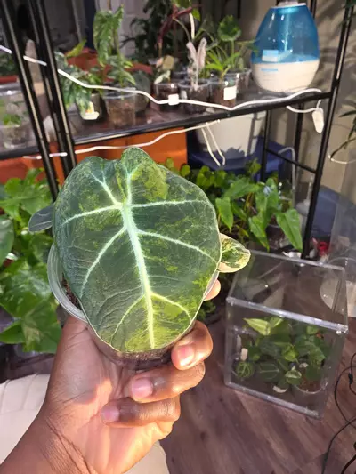 plant/Alocasia Black Velvet Gold-0-thumbnail