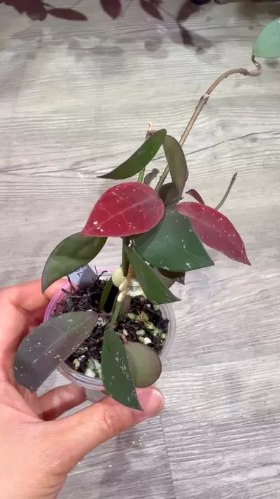 plant/Hoya UT-152-1-thumbnail