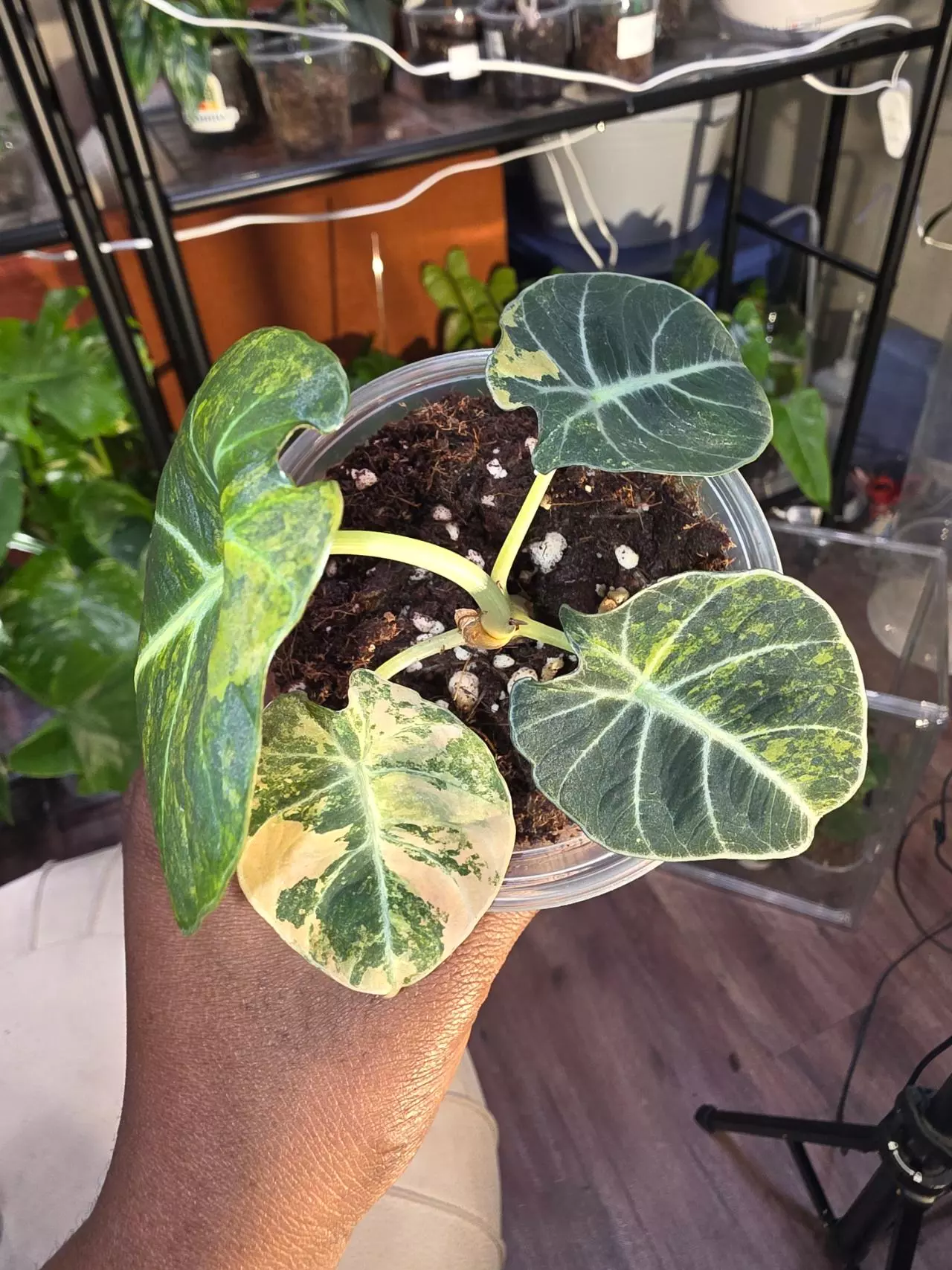 plant/Alocasia Black Velvet Gold-3