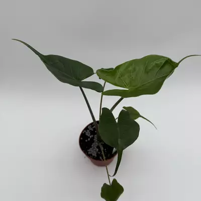 heat_pack/Alocasia Stingray 4” Pot House Plant with Unique Tropical Leaves for Beginners --2-thumbnail