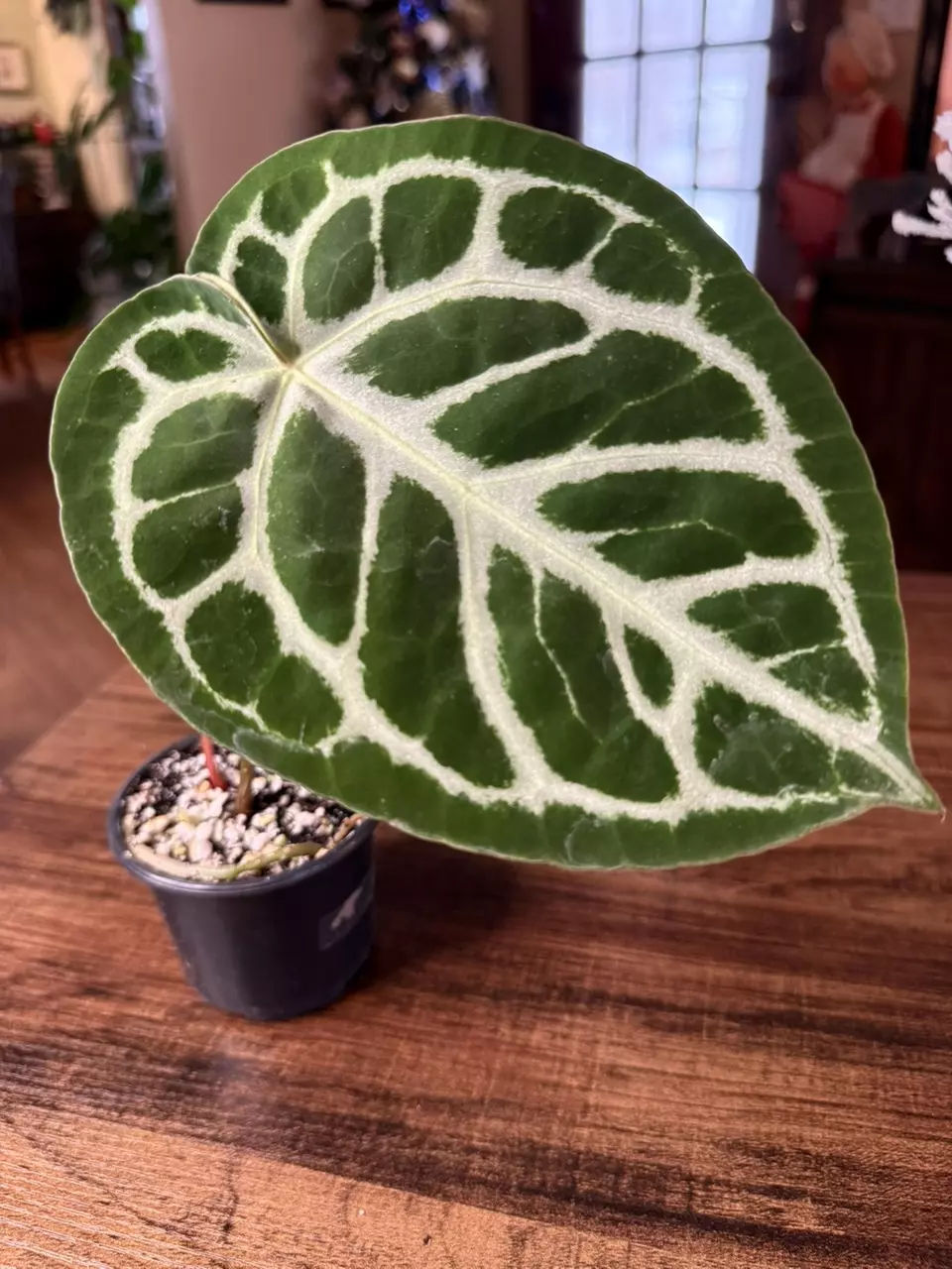 plant/A. Silver Blush x NSE Red Crystal #10-0