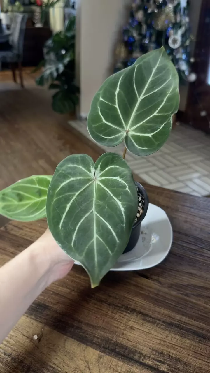 plant/A. Red Spider x Red Mag #2-6