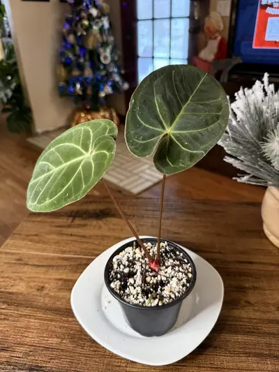 plant/A. Hoff x Dark Phoenix #6-3-thumbnail