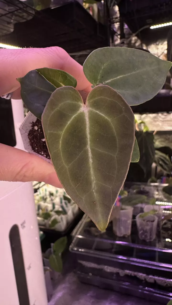 plant/(Crystal x mag) X (Papi Mag X BWM)-0