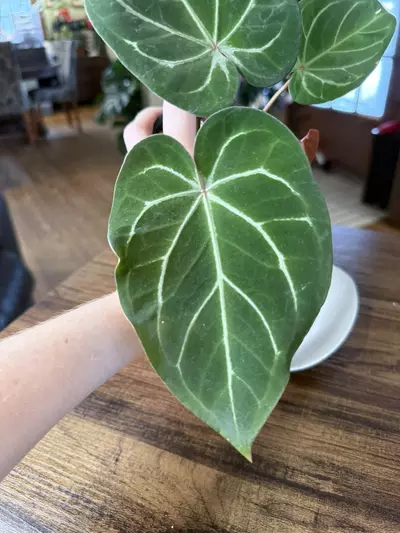 plant/A. Red Spider x Red Mag #2-4-thumbnail